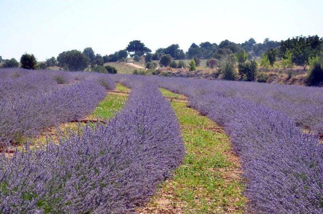 Denizli’de Tıbbi Ve Aromatik Bitkiler Hasat Günü Yapıldı