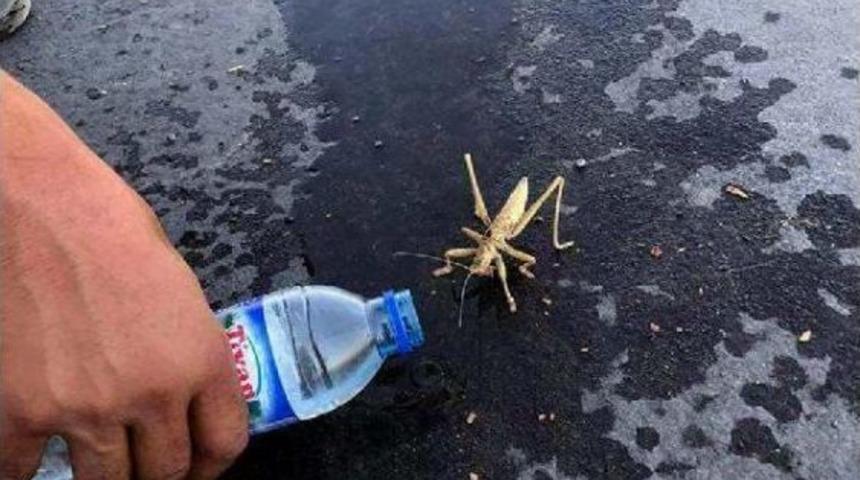 Irak Sınırında Bitkin D&uuml;şen &Ccedil;ekirgeye Can Suyu