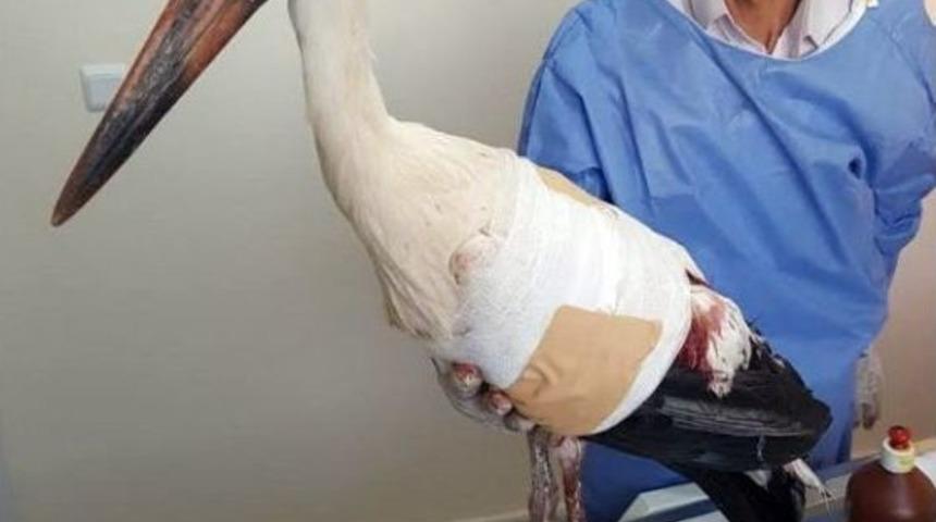 Bing&ouml;l&rsquo;de Biri Yaralı 2 Leylek Tedavi Altına Alındı