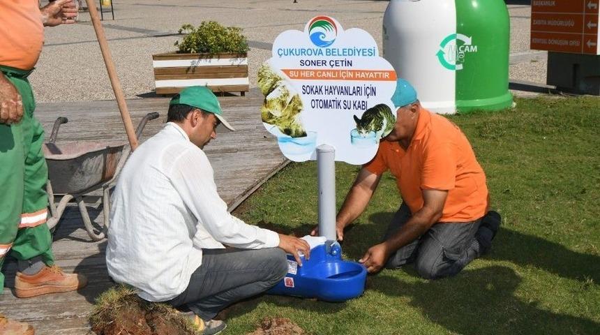 Sokak Hayvanlarına Hayat Suyu