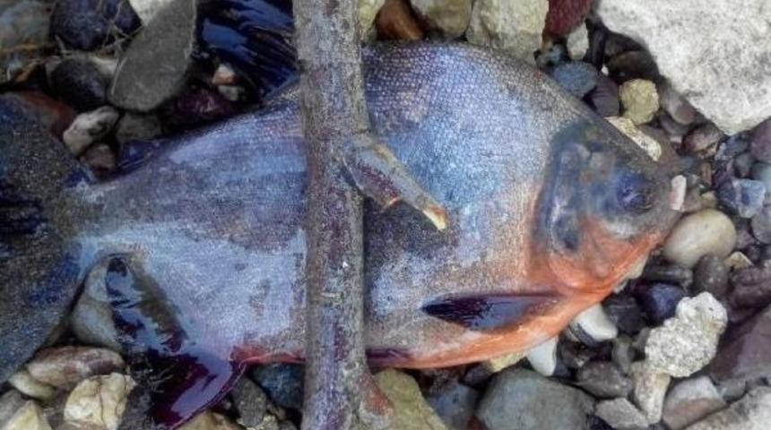 Kızılırmak'ta Pirana Yakaladılar