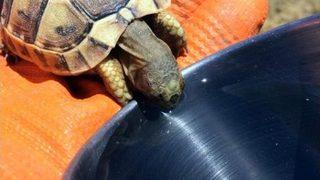 Susayan Kaplumbağaya Kendi Bardağından Su İçirdi