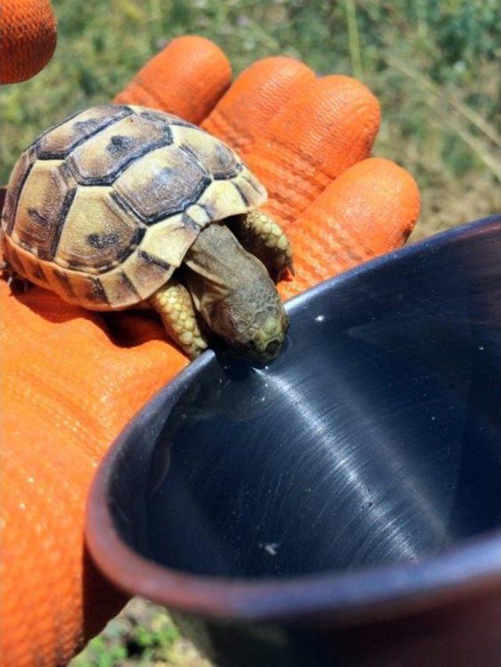 Susayan Kaplumbağaya Kendi Bardağından Su İçirdi