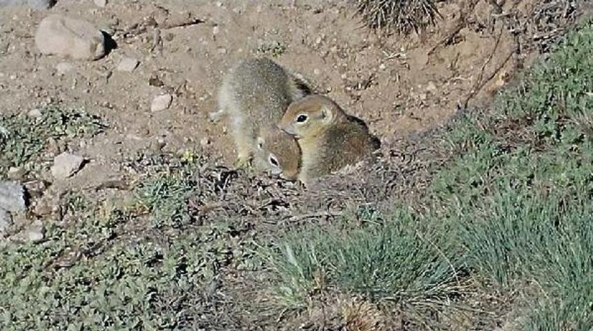 Kayseri&rsquo;Nin Meraklı Gelengileri Ortaya &Ccedil;ıktı