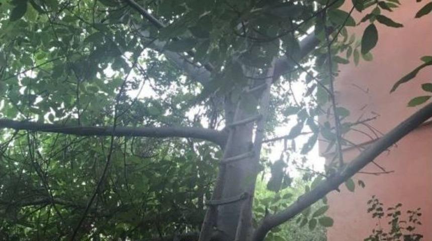 Ceviz Ağacını Budarken D&uuml;ş&uuml;p &Ouml;ld&uuml;