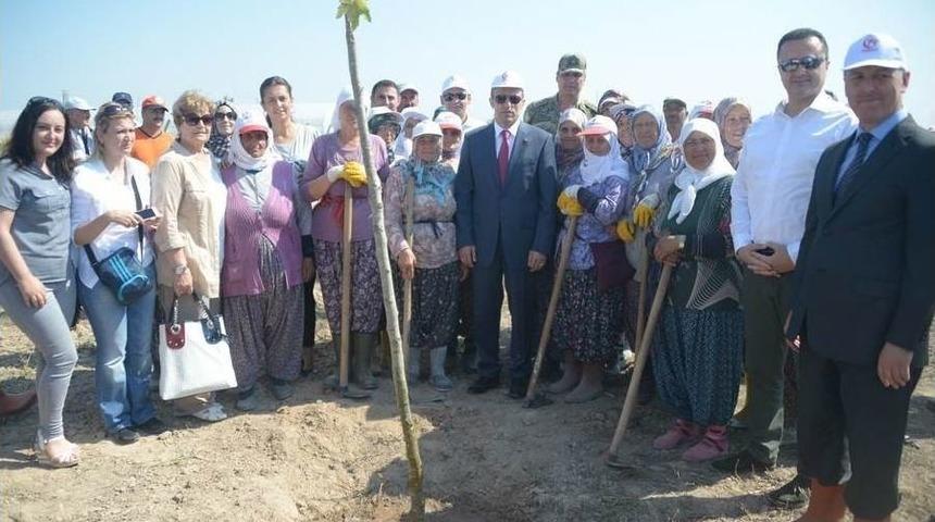 250 Fidan, 15 Temmuz Şehitlerinin Anısına Toprakla Buluştu