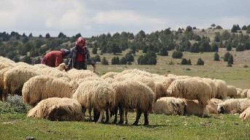 T&uuml;rkiye Fao &Uuml;lke Programlama &Ccedil;er&ccedil;evesi Kapsamında 5 Yıllık Işbirliği Anlaşmasını Imzaladı