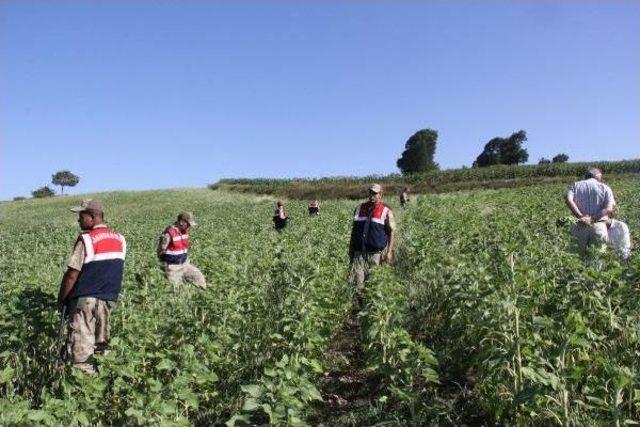 Samsun da Bin K&ouml;k Hint Keneviri Ele Ge&ccedil;irildi 1