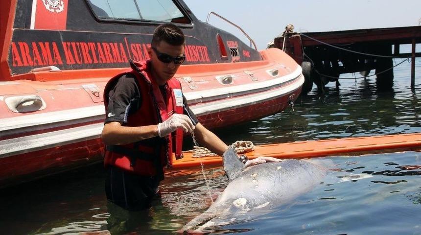(&ouml;zel Haber) Kıyıya Vuran Yaralı Yunusu Kurtarma &Ccedil;abası Kamerada