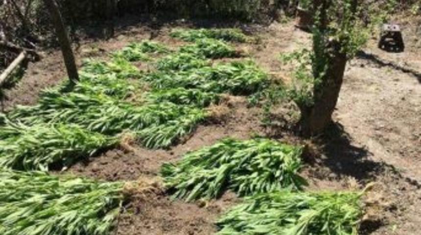 Erzincan&rsquo;da 180 K&ouml;k Kenevir Yakalandı