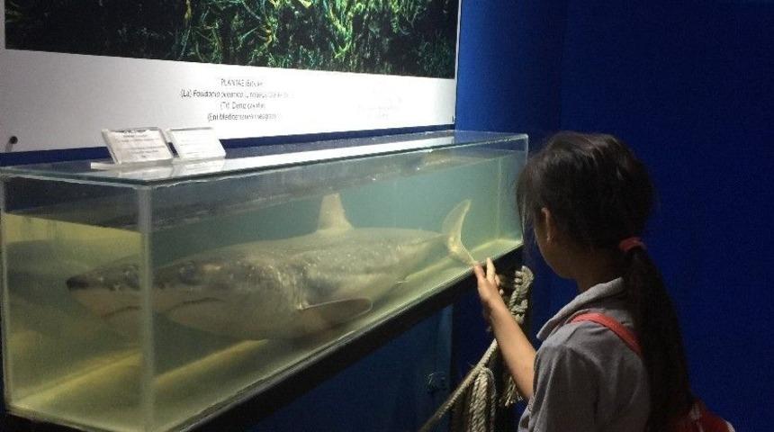 Aslan Ve Papağan Balıkları Deniz Biyolojisi Müzesi’nde