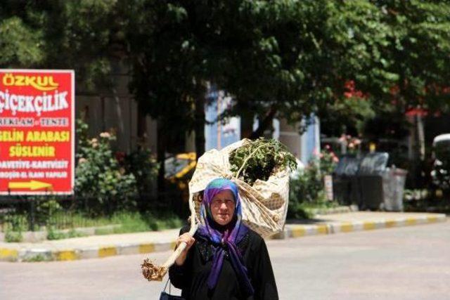 Kesilen Ağacını Omuzladı, 'neden Kestiniz' Diye Belediyeye Hesap Sordu