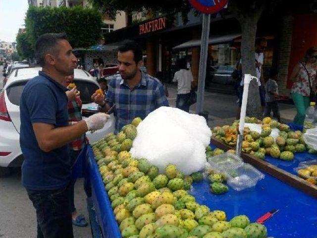 Çukurova'da Dikenli Incirle Serinliyorlar