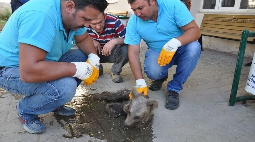 3 Aylık Yavru A&ccedil;lıktan &Ouml;lmek &Uuml;zereyken Bulundu