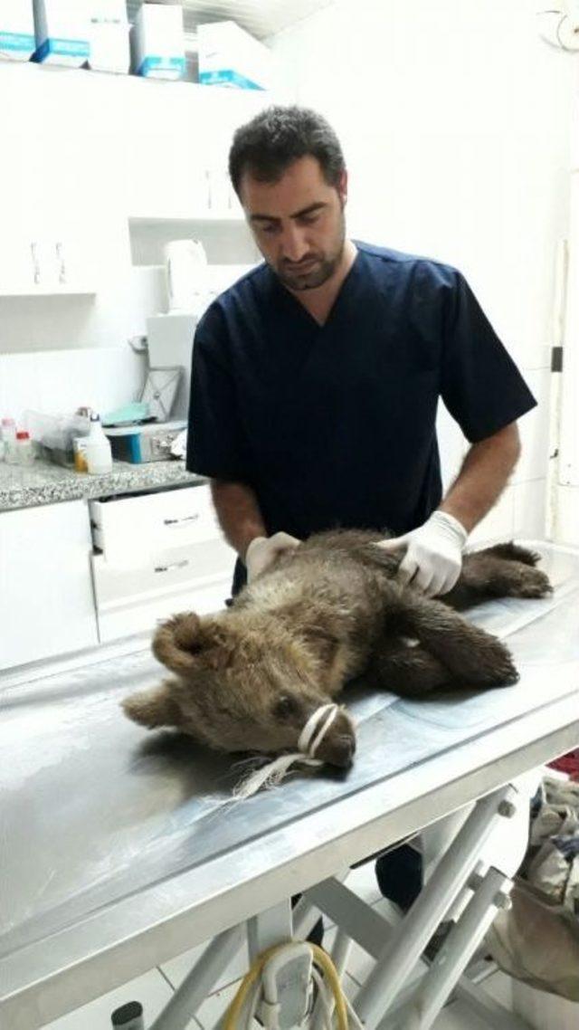 3 Aylık Yavru A&ccedil;lıktan &Ouml;lmek &Uuml;zereyken Bulundu 2