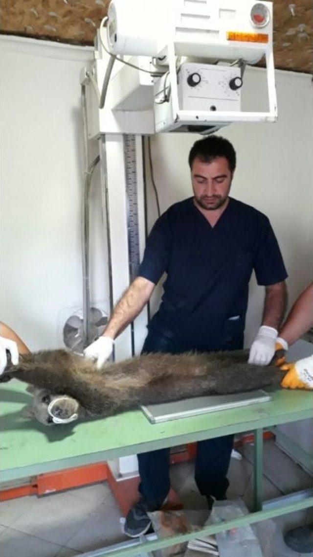 3 Aylık Yavru A&ccedil;lıktan &Ouml;lmek &Uuml;zereyken Bulundu 3