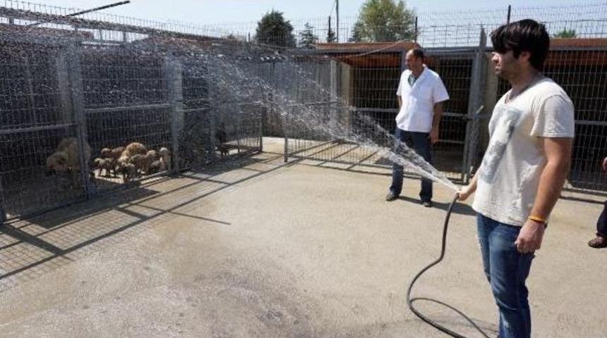 Sıcaktan Bunalan K&ouml;pekler Hortumla Serinletiliyor