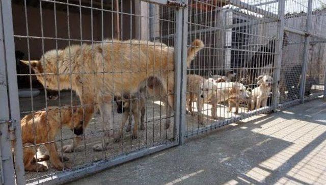 Sıcaktan Bunalan Köpekler Hortumla Serinletiliyor