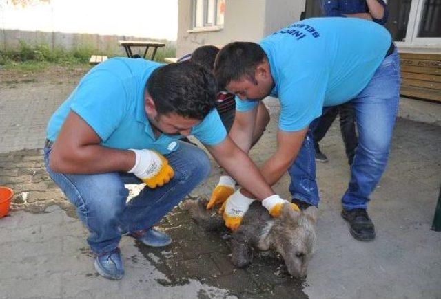 Yavru Ayıya Önce Geçler Sonra Belediye Sahip Çıktı