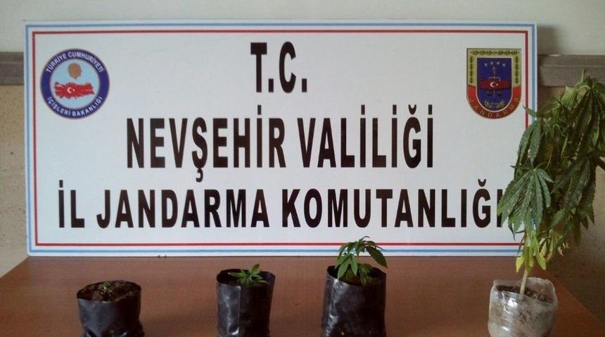 Nevşehir&rsquo;de 104 K&ouml;k Hint Keneviri Ele Ge&ccedil;irildi