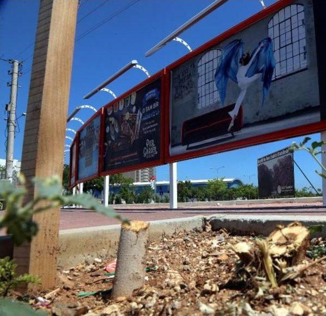 Mersin'de Ağaç Katliamı Kamerada