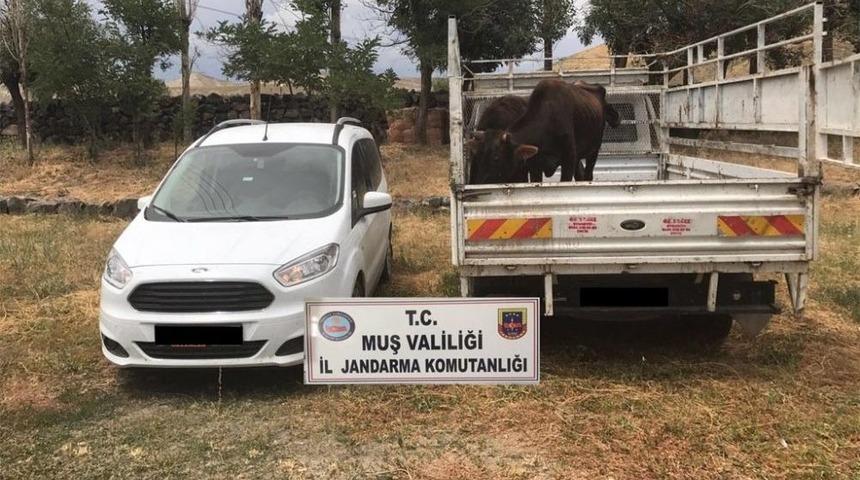 Hayvan Hırsızları Yakalandı