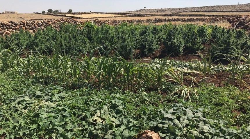 Mardin&rsquo;de Kenevir Operasyonu