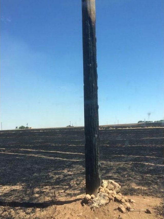 Anız Yangınında 76 Elektrik Direği Yandı 3