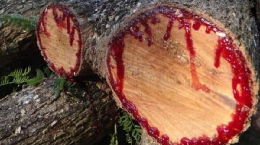 Kan ağlayan ağa&ccedil;, her derde deva