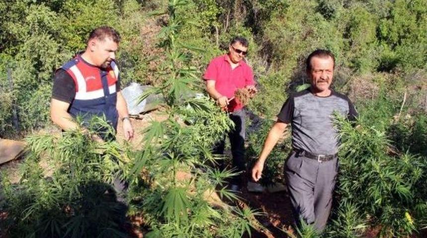 Babadağ'ın Eteğinde Esrar Tarlası