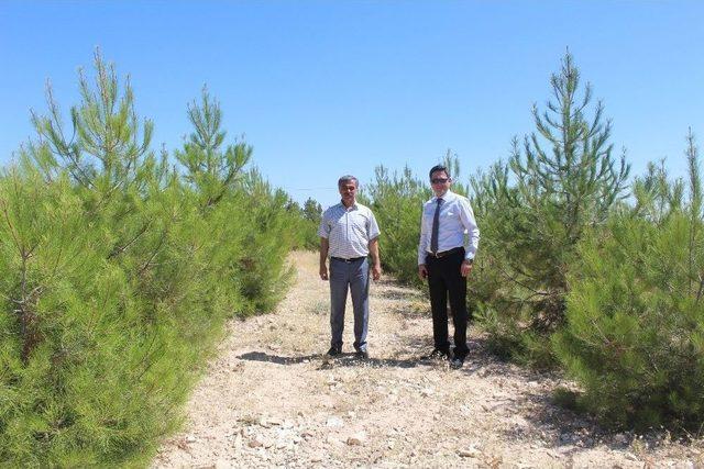 Adıyaman’da ‘81 İlde 81 Orman Projesi’ Amacına Ulaştı