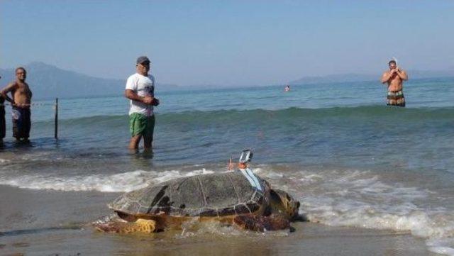 Kuşadası'nda Yaralı 4 Caretta Caretta Denizle Buluşturuldu