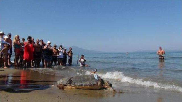 Kuşadası'nda Yaralı 4 Caretta Caretta Denizle Buluşturuldu