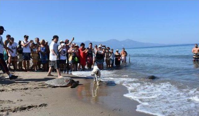 Kuşadası'nda Yaralı 4 Caretta Caretta Denizle Buluşturuldu