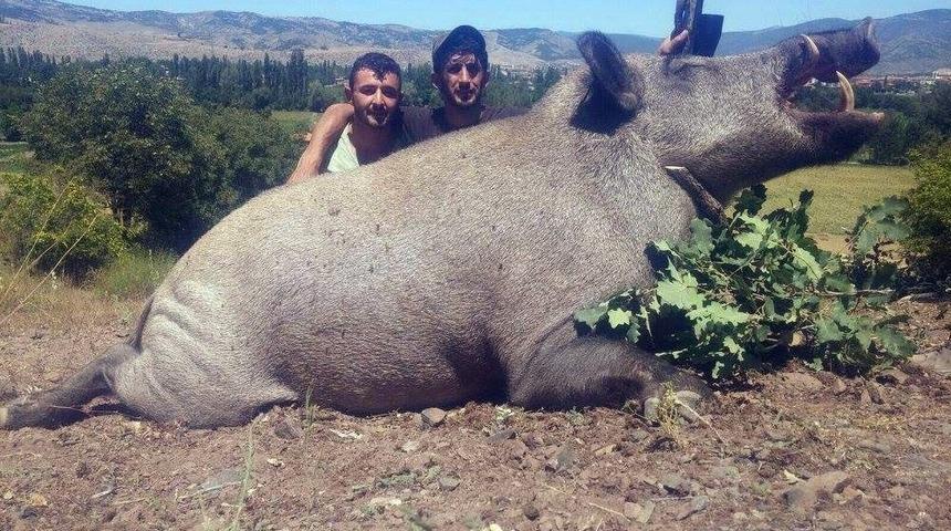 L&uuml;ksemburglu Avcılar Tokat&rsquo;ta 350 Kilo Ağırlığında Domuz Avladı