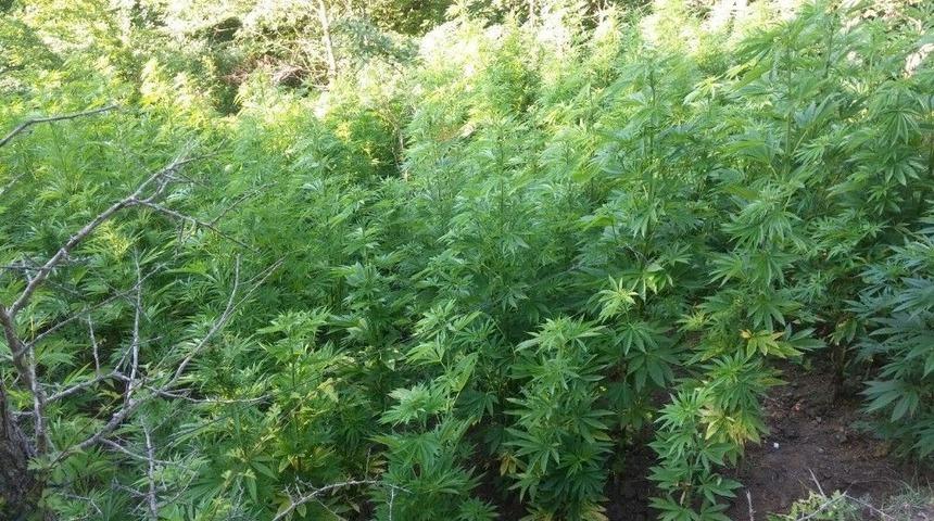 Samsun&rsquo;da 1992 K&ouml;k Kenevir Bitkisi Ele Ge&ccedil;irildi