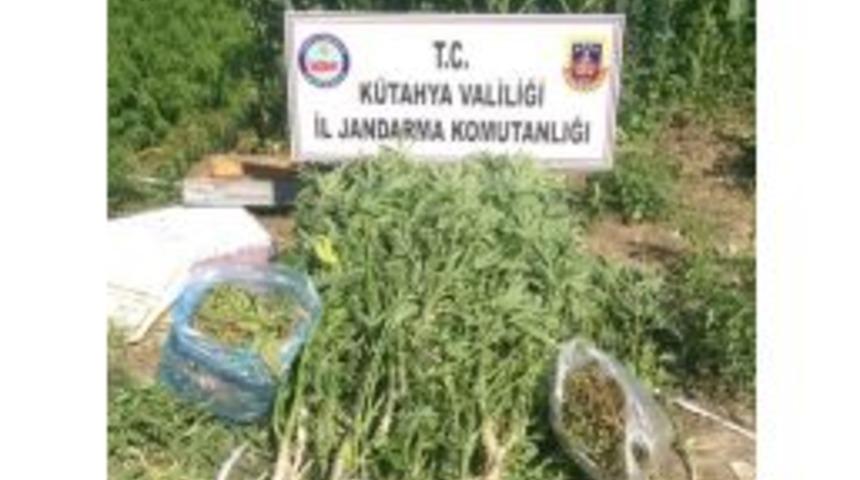 K&uuml;tahya&rsquo;da Uyuşturu Operasyonu