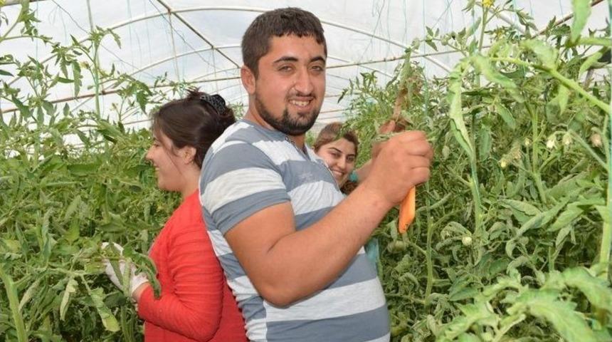 Osmanlı Domatesi Y&uuml;zleri G&uuml;ld&uuml;rd&uuml;