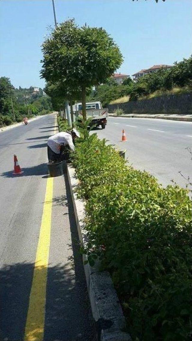 Akçakoca’da Peyzaj Çalışmaları Sürüyor