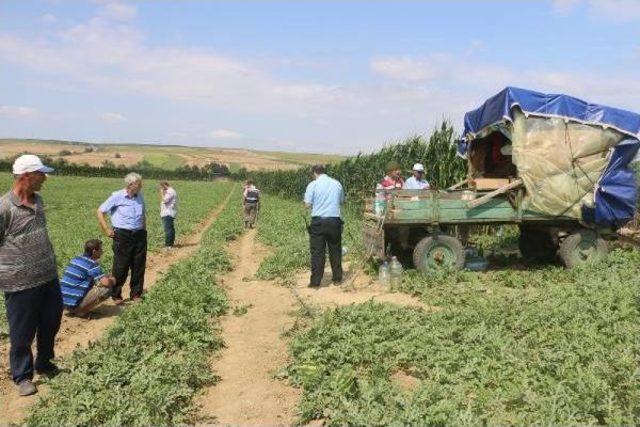 Bekçi, Karpuz Tarlasında Ölü Bulundu