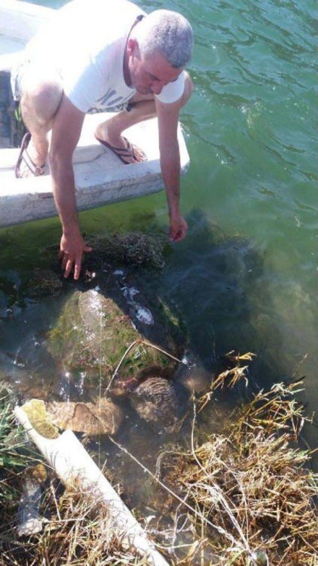 Dalyan Kanalı nda Yaralı Bulunan Carretta Caretta Telef Oldu 1