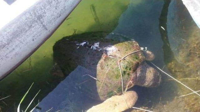 Dalyan Kanalı nda Yaralı Bulunan Carretta Caretta Telef Oldu 2