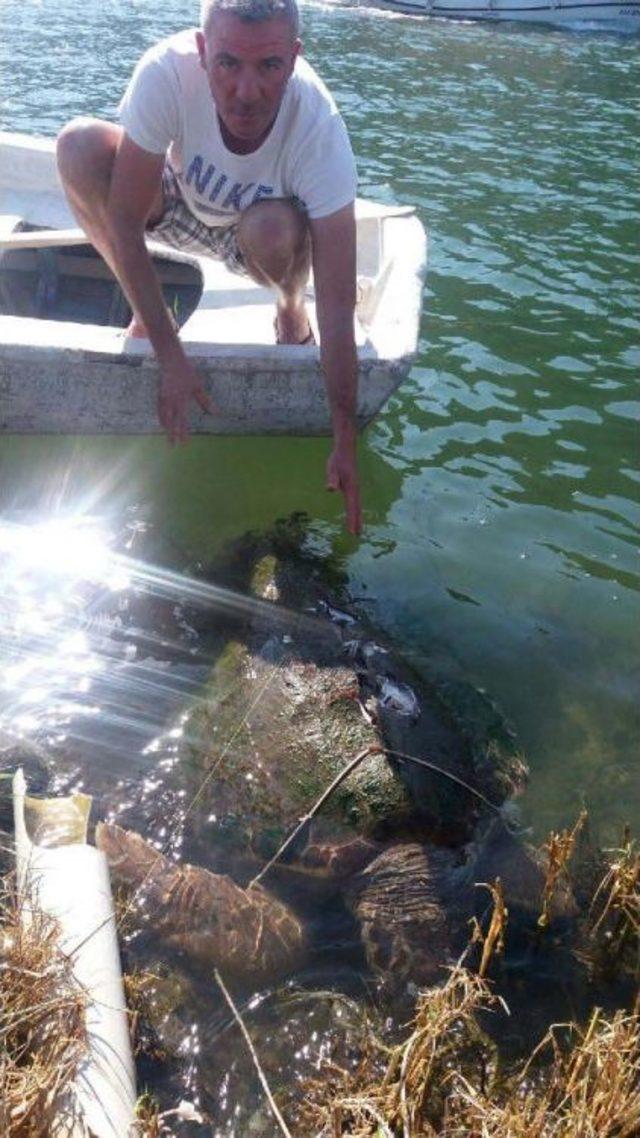 Dalyan Kanalı nda Yaralı Bulunan Carretta Caretta Telef Oldu 3