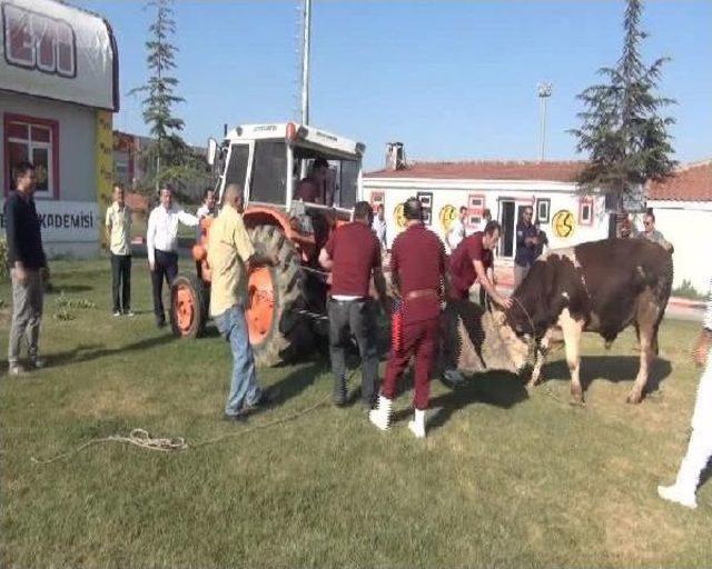 Eskişehirsporlu Yöneticiler, Kurbanlık Danadan Kaçıp Traktörün Arkasına Saklandı