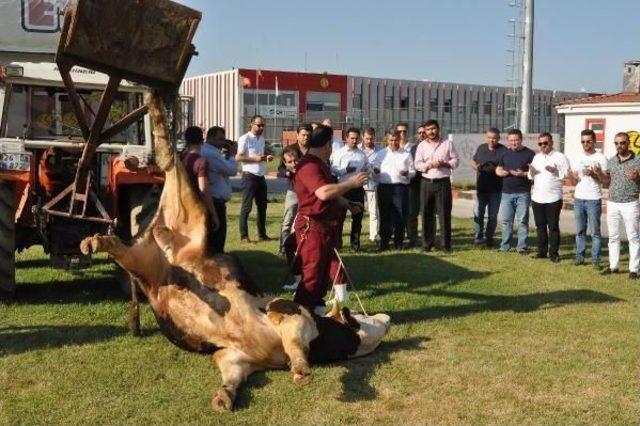 Eskişehirsporlu Yöneticiler, Kurbanlık Danadan Kaçıp Traktörün Arkasına Saklandı