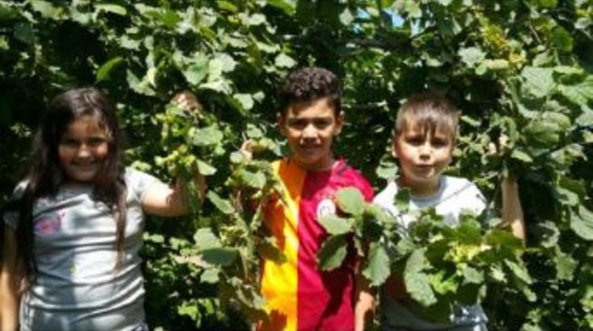 16 Yaşından K&uuml;&ccedil;&uuml;k &Ccedil;ocukların Fındık Hasadında &Ccedil;alışması Yasaklandı