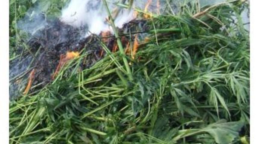 Ay&ccedil;i&ccedil;eği Tarlasındaki 140 Bin K&ouml;k Hint Keneviri İmha Edildi