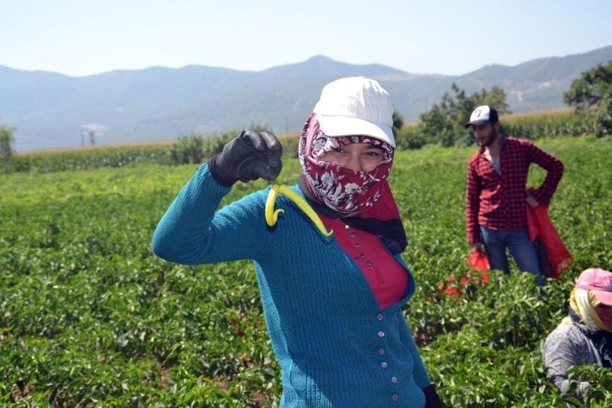 (&ouml;zel Haber) Biber &Uuml;reticileri Zor Durumda