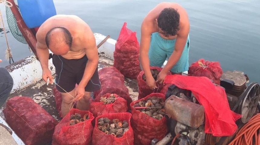 Deniz Salyangozu Balık&ccedil;ıların Ge&ccedil;im Kaynağı Oldu