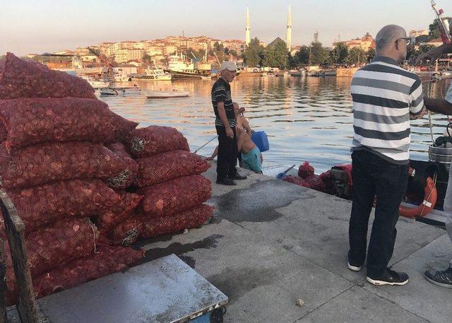 Deniz Salyangozu Balıkçıların Geçim Kaynağı Oldu